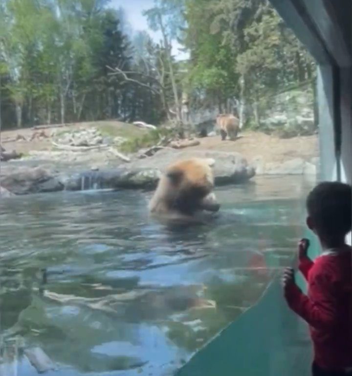 Un oso en el zoológico devora a una familia de patitos frente a niños aterrorizados