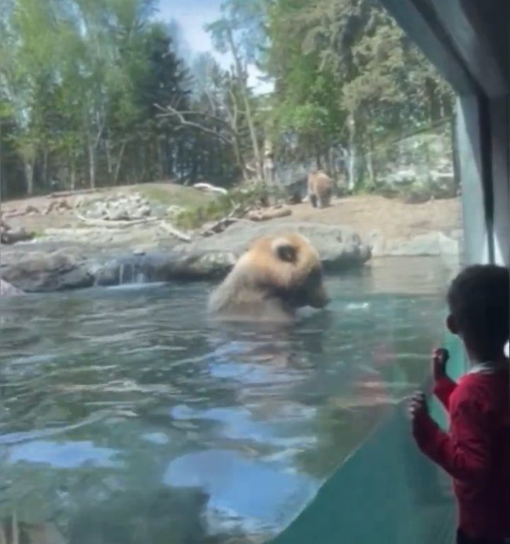 Un oso en el zoológico devora a una familia de patitos frente a niños aterrorizados