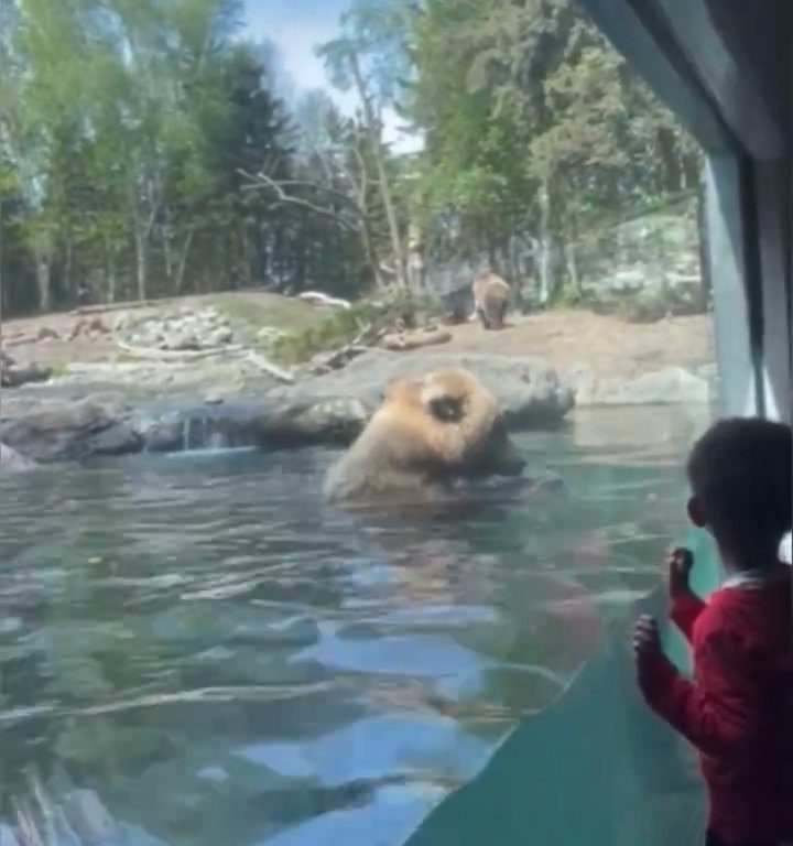 Un oso en el zoológico devora a una familia de patitos frente a niños aterrorizados