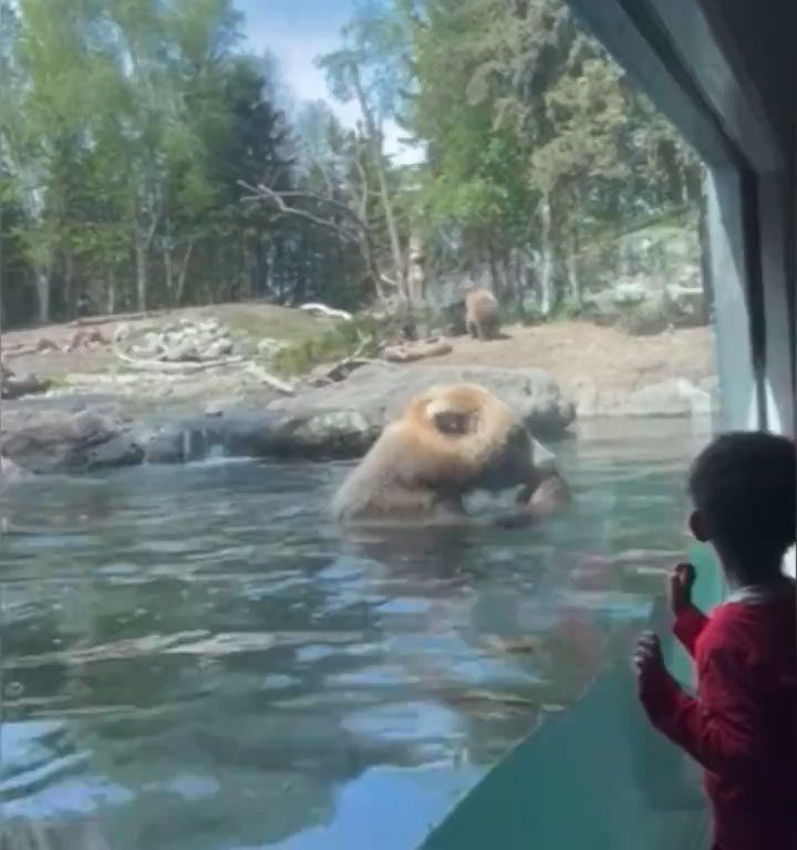 Bär im Zoo verschlingt Entenkükenfamilie vor verängstigten Kindern