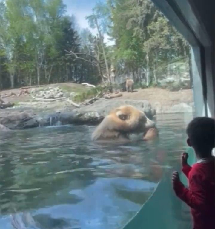 Bär im Zoo verschlingt Entenkükenfamilie vor verängstigten Kindern