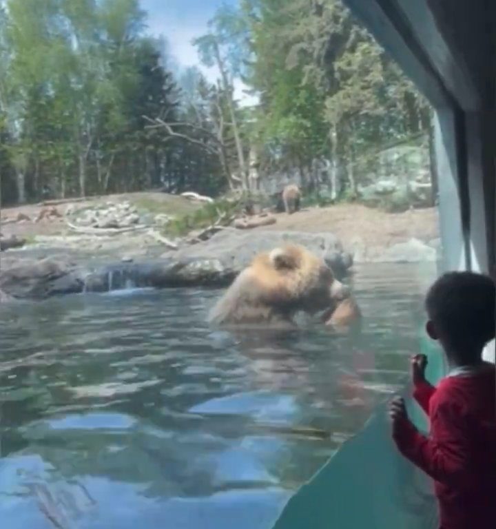 Bär im Zoo verschlingt Entenkükenfamilie vor verängstigten Kindern