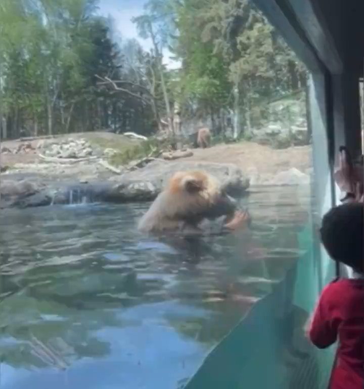 Bär im Zoo verschlingt Entenkükenfamilie vor verängstigten Kindern