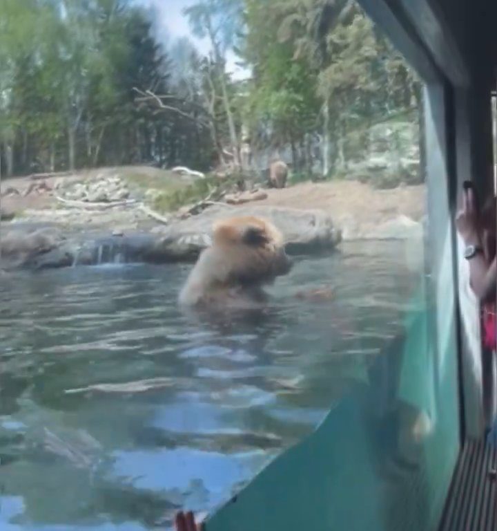 Un oso en el zoológico devora a una familia de patitos frente a niños aterrorizados