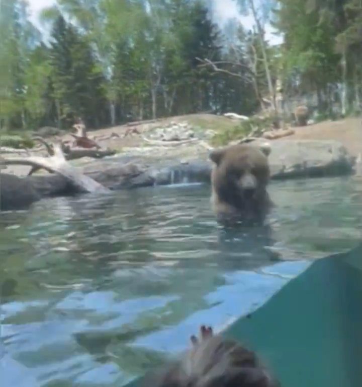 Un oso en el zoológico devora a una familia de patitos frente a niños aterrorizados