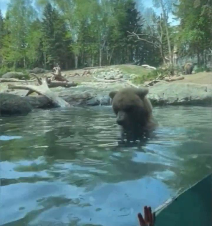 Un oso en el zoológico devora a una familia de patitos frente a niños aterrorizados