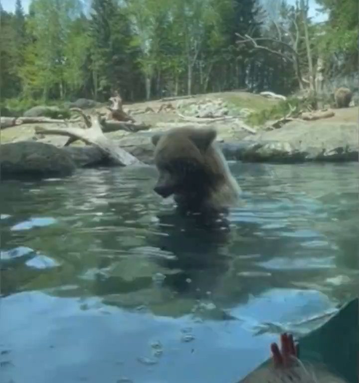 Un oso en el zoológico devora a una familia de patitos frente a niños aterrorizados