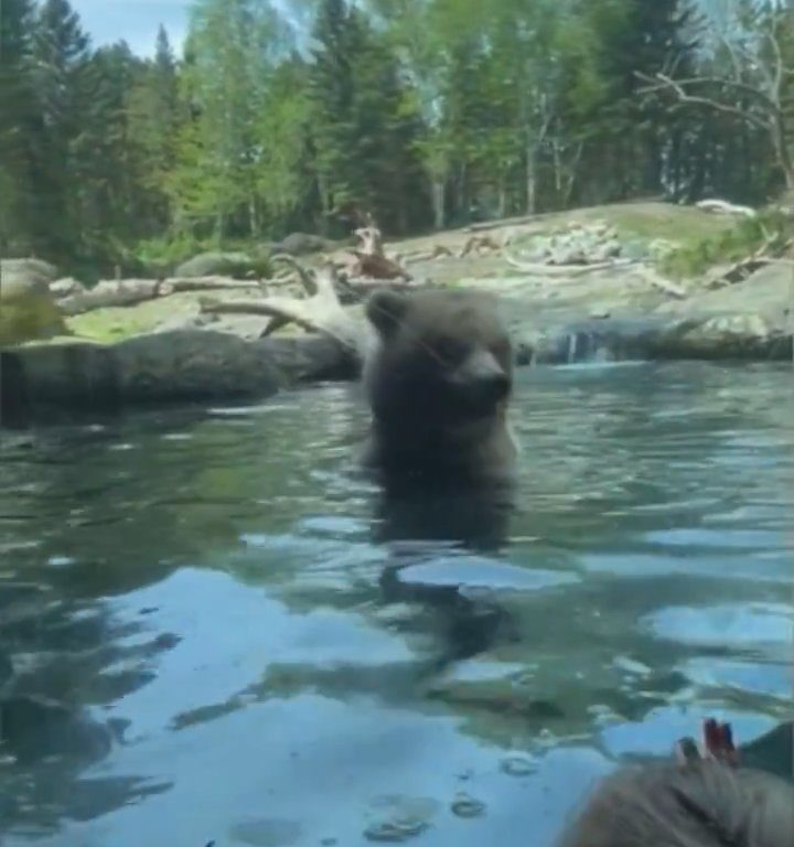 Un oso en el zoológico devora a una familia de patitos frente a niños aterrorizados