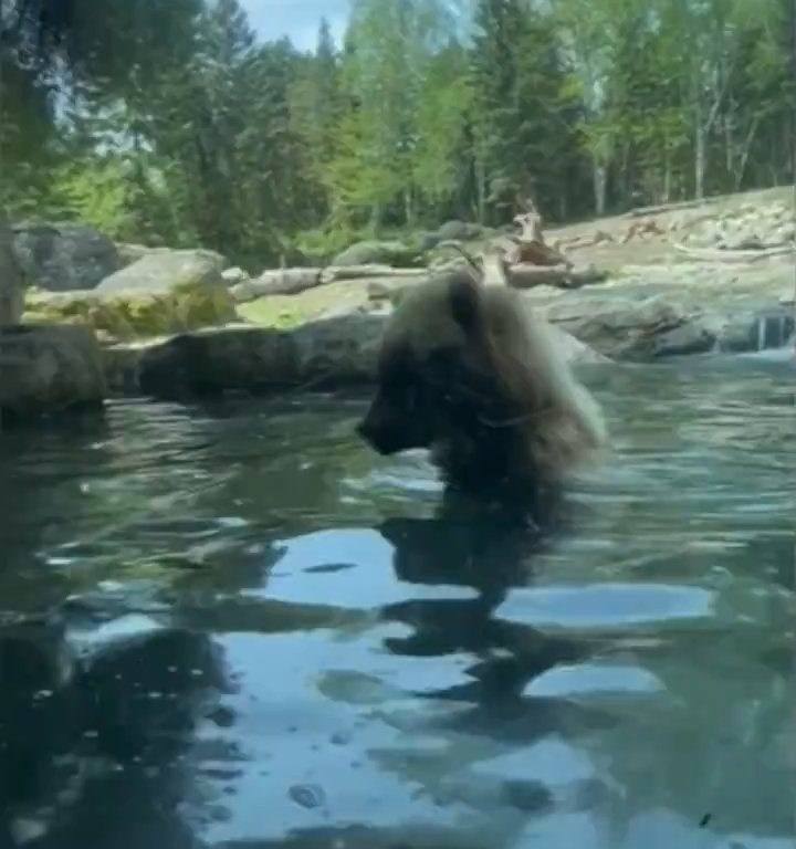 Un oso en el zoológico devora a una familia de patitos frente a niños aterrorizados