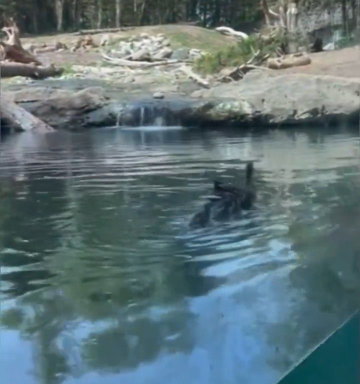 Un oso en el zoológico devora a una familia de patitos frente a niños aterrorizados