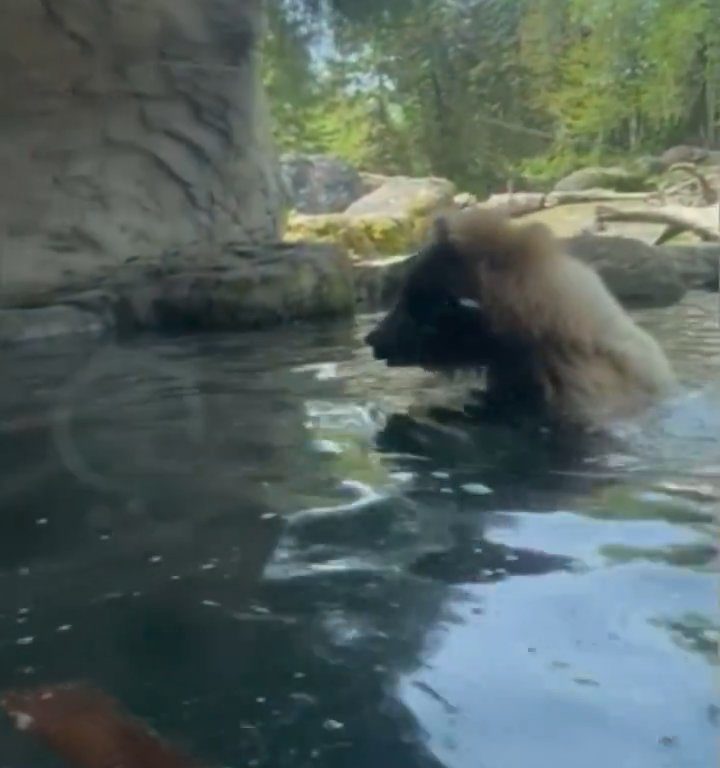 Bär im Zoo verschlingt Entenkükenfamilie vor verängstigten Kindern