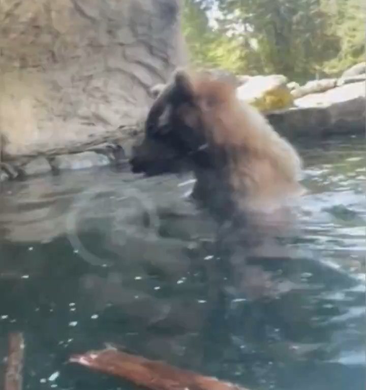 Un oso en el zoológico devora a una familia de patitos frente a niños aterrorizados