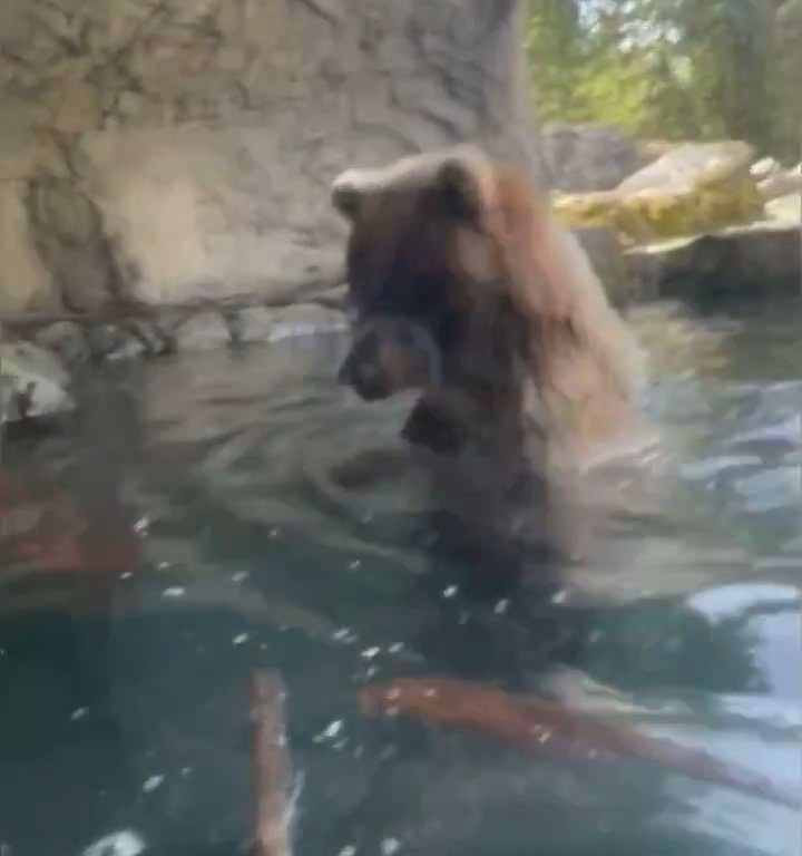 Bär im Zoo verschlingt Entenkükenfamilie vor verängstigten Kindern