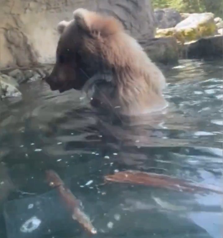 Bär im Zoo verschlingt Entenkükenfamilie vor verängstigten Kindern