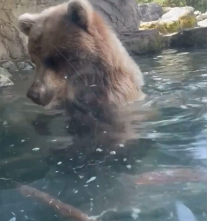 Un oso en el zoológico devora a una familia de patitos frente a niños aterrorizados