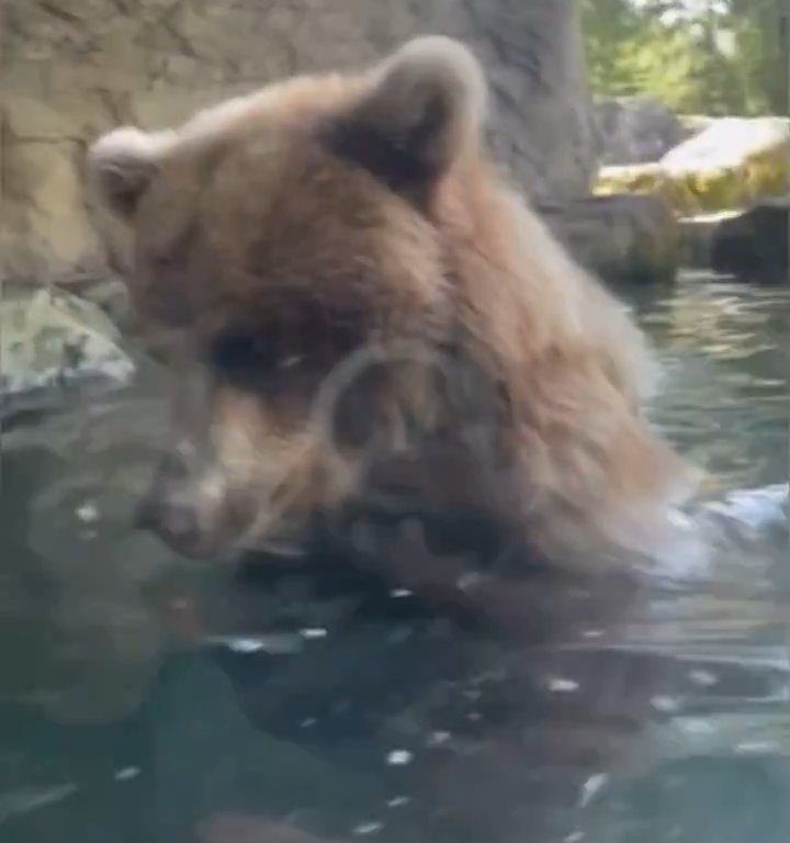 Bär im Zoo verschlingt Entenkükenfamilie vor verängstigten Kindern