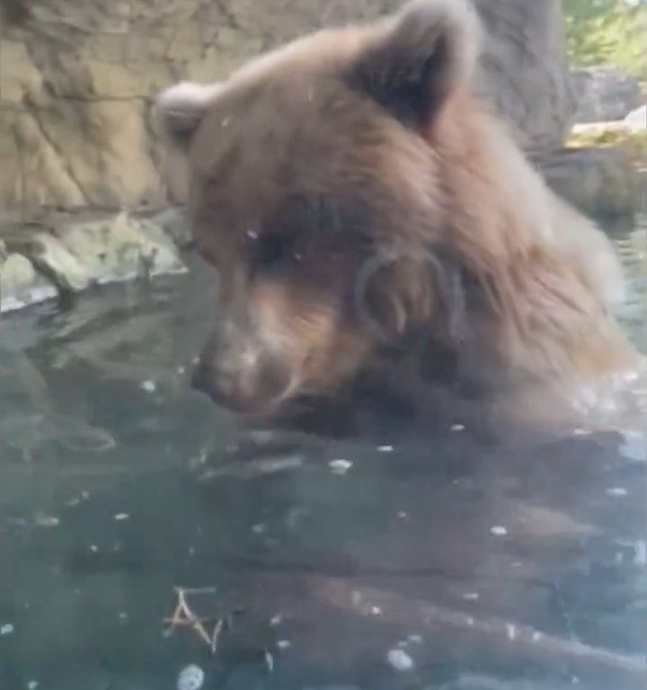 Bär im Zoo verschlingt Entenkükenfamilie vor verängstigten Kindern