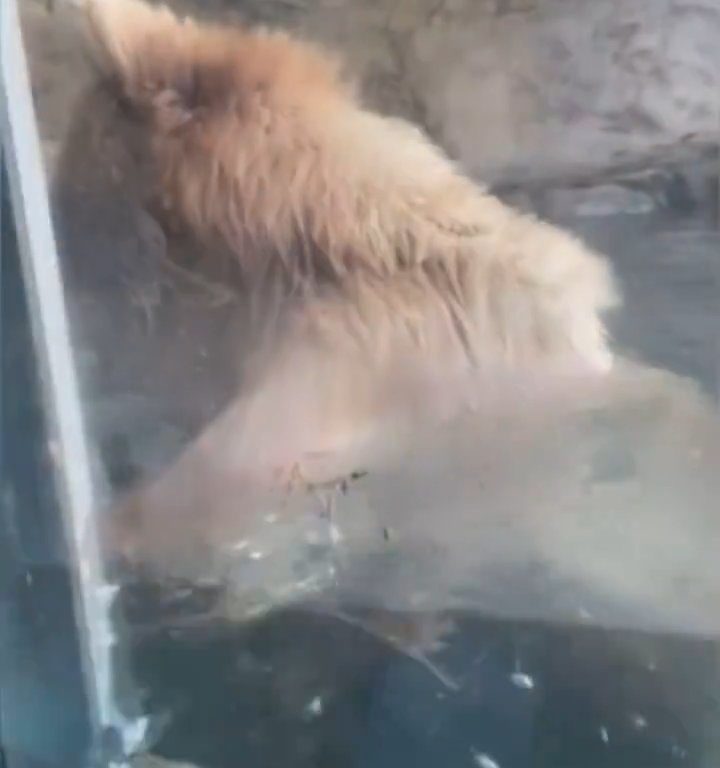 Orso allo zoo divora famiglia di anatroccoli davanti ai bimbi terrorizzati