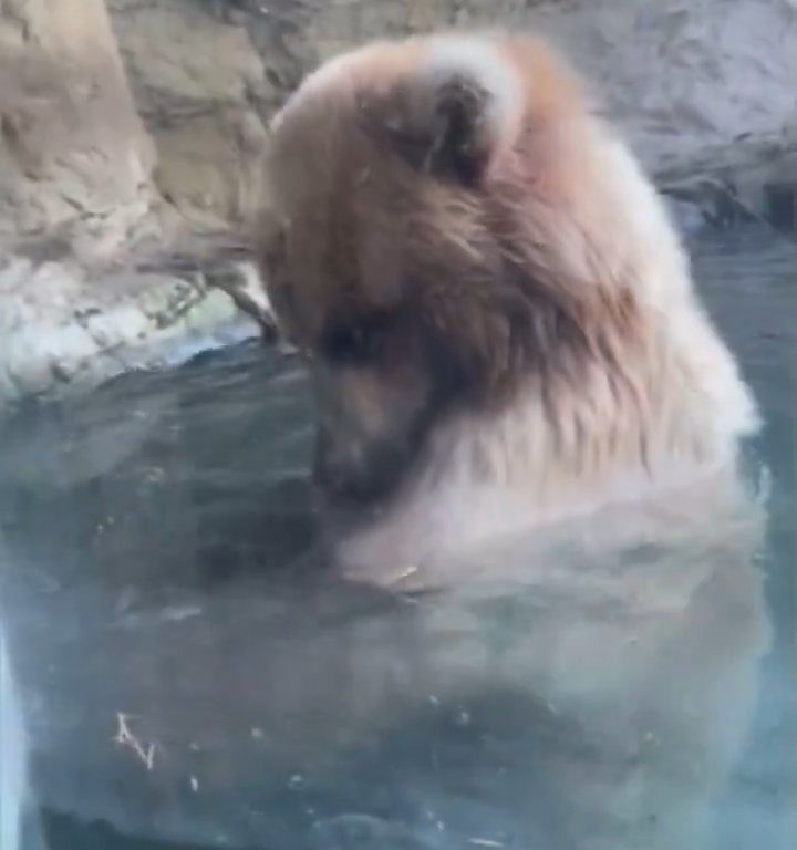 Un oso en el zoológico devora a una familia de patitos frente a niños aterrorizados