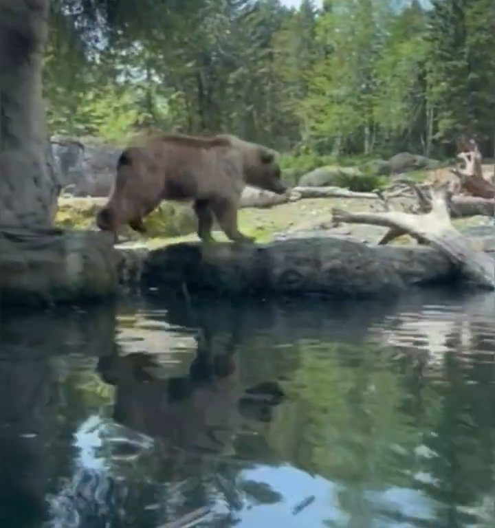 Un oso en el zoológico devora a una familia de patitos frente a niños aterrorizados