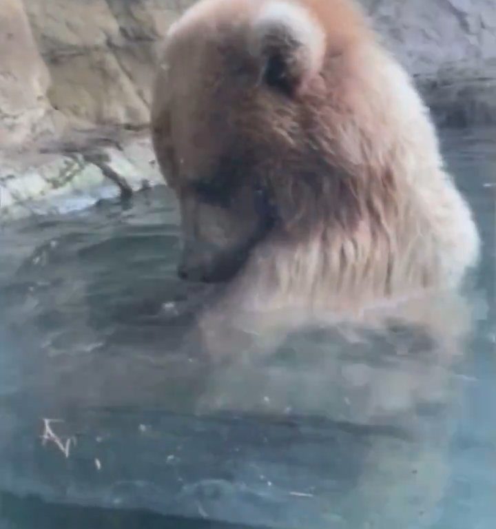 Un oso en el zoológico devora a una familia de patitos frente a niños aterrorizados