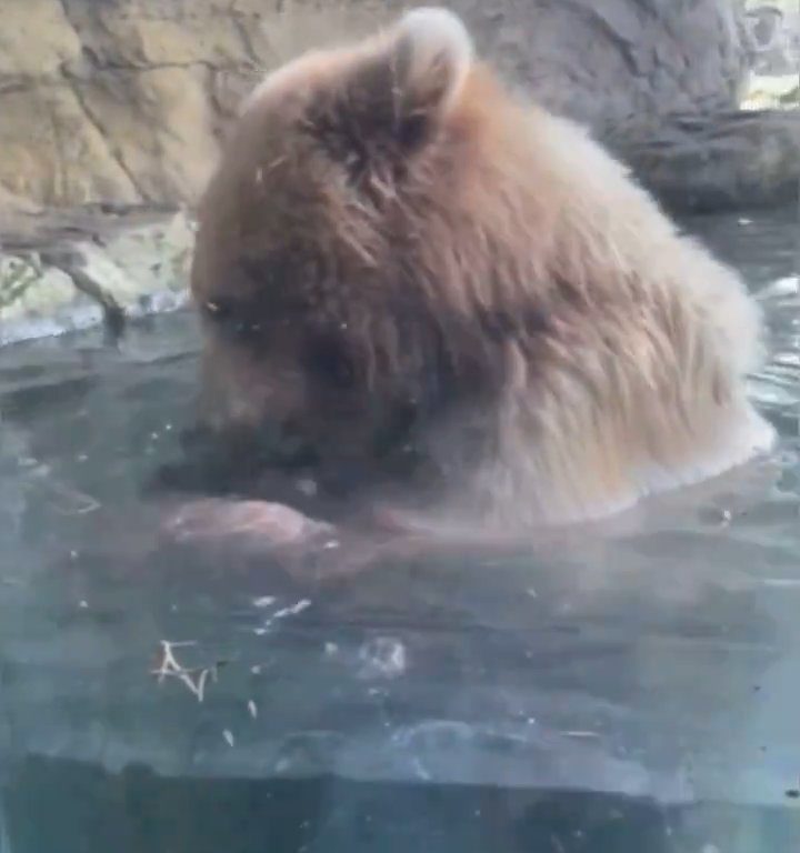 Bär im Zoo verschlingt Entenkükenfamilie vor verängstigten Kindern