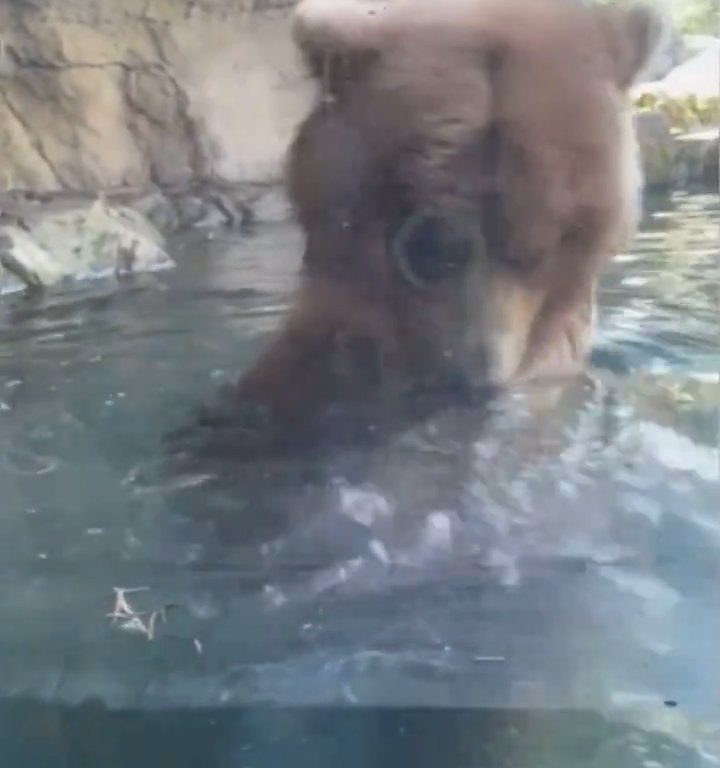 Un oso en el zoológico devora a una familia de patitos frente a niños aterrorizados