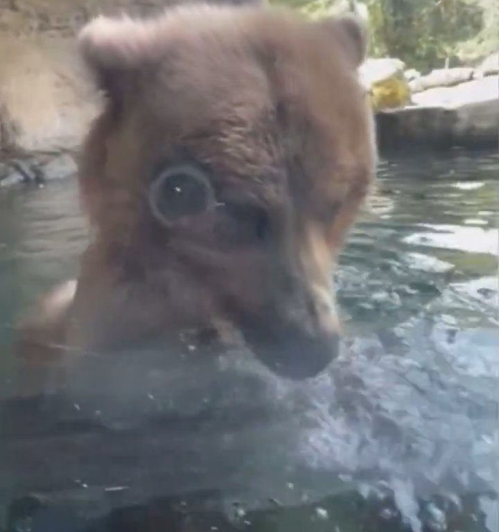 Un oso en el zoológico devora a una familia de patitos frente a niños aterrorizados