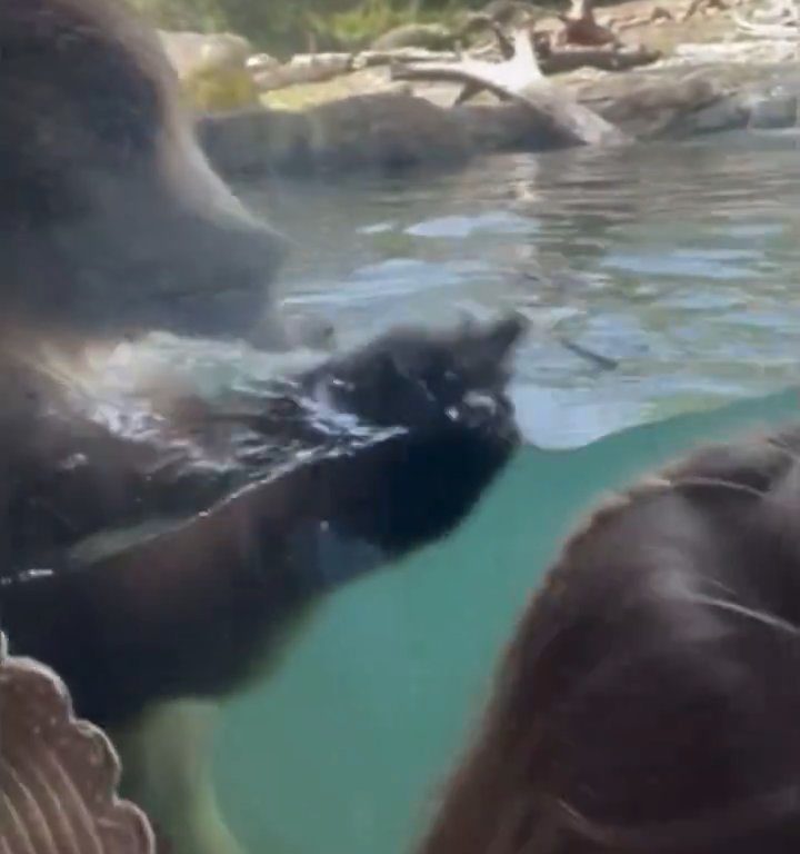 Bär im Zoo verschlingt Entenkükenfamilie vor verängstigten Kindern