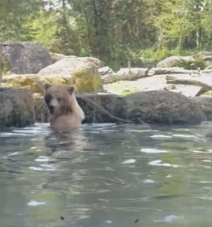 Bär im Zoo verschlingt Entenkükenfamilie vor verängstigten Kindern