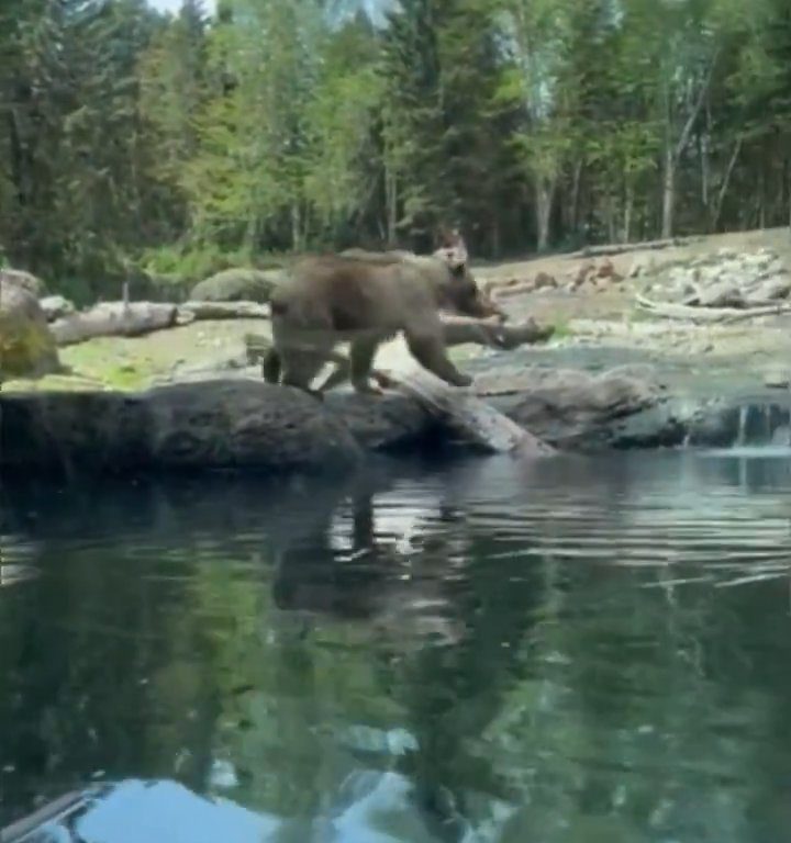 Un oso en el zoológico devora a una familia de patitos frente a niños aterrorizados