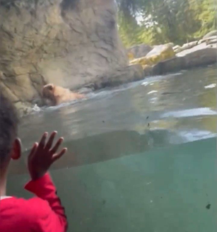 Bär im Zoo verschlingt Entenkükenfamilie vor verängstigten Kindern