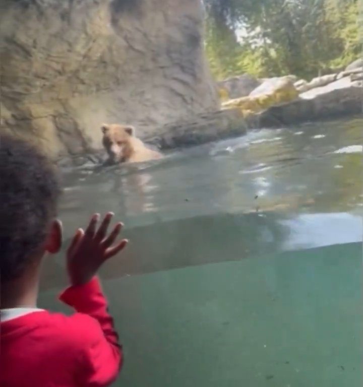 Bär im Zoo verschlingt Entenkükenfamilie vor verängstigten Kindern