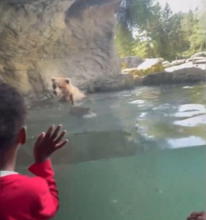 Un oso en el zoológico devora a una familia de patitos frente a niños aterrorizados