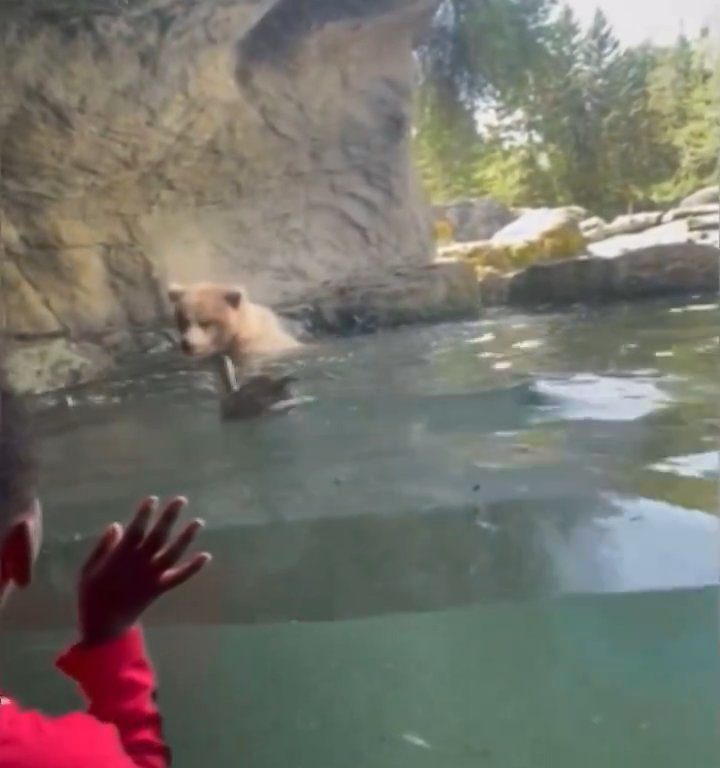 Un oso en el zoológico devora a una familia de patitos frente a niños aterrorizados