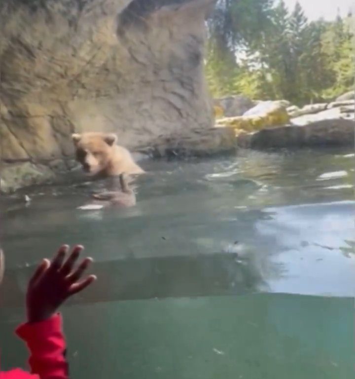 Bär im Zoo verschlingt Entenkükenfamilie vor verängstigten Kindern