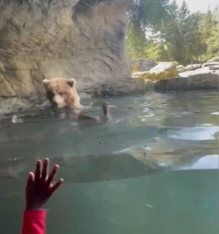 Un oso en el zoológico devora a una familia de patitos frente a niños aterrorizados