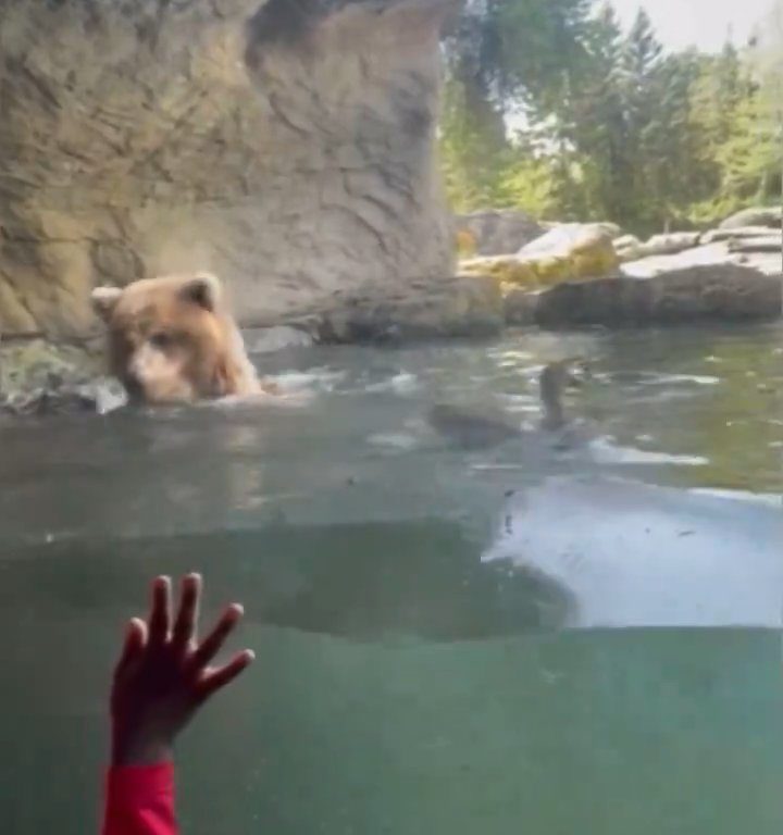 Bär im Zoo verschlingt Entenkükenfamilie vor verängstigten Kindern