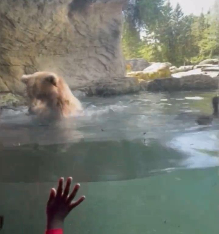 Un oso en el zoológico devora a una familia de patitos frente a niños aterrorizados