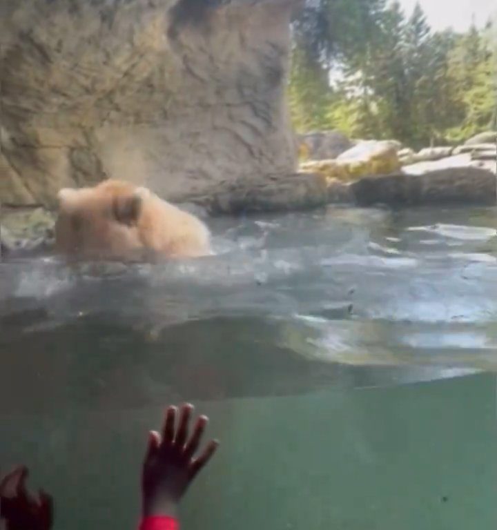 Bär im Zoo verschlingt Entenkükenfamilie vor verängstigten Kindern