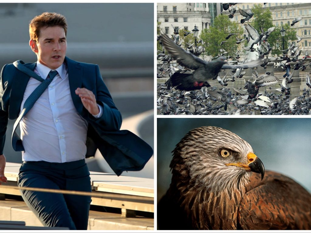 Tom Cruise expulse des pigeons de Londres pour tourner un film