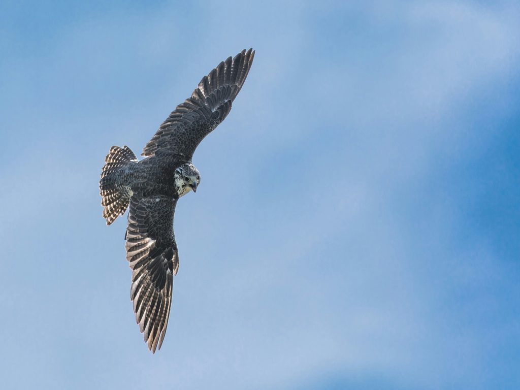 Tom Cruise desaloja palomas de Londres para rodar una película