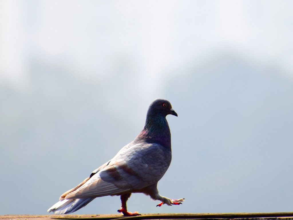 Tom Cruise desaloja palomas de Londres para rodar una película