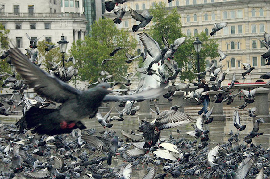 Tom Cruise expulse des pigeons de Londres pour tourner un film