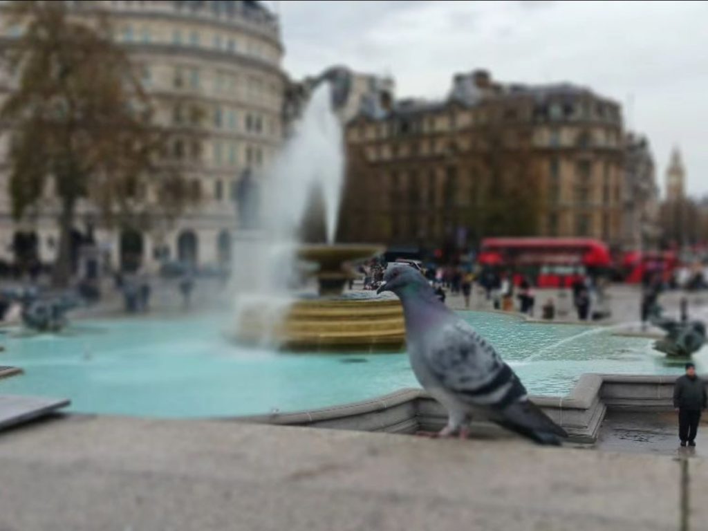 Tom Cruise expulse des pigeons de Londres pour tourner un film