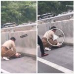 Demasiado calor en el coche. El cerdo sufre un infarto. El dueño intenta realizar un masaje cardíaco.