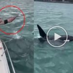 Impactante video, se sumerge en dos orcas: multado