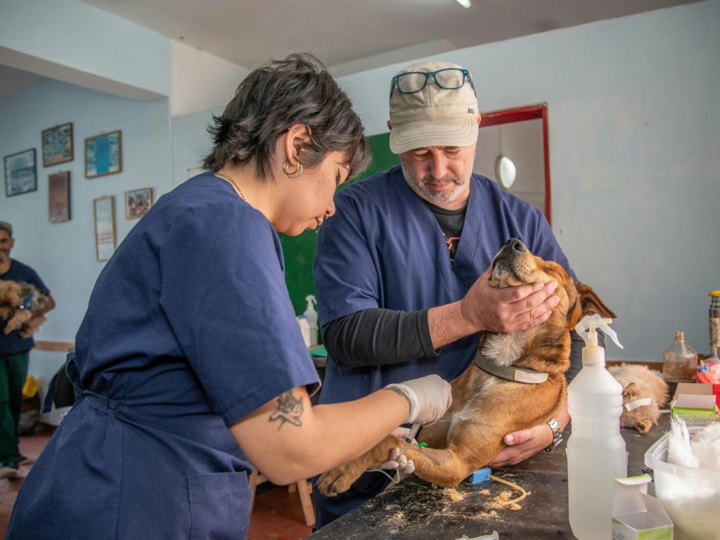 Cuidadores de animales (incluidas enfermeras veterinarias y peluqueros)