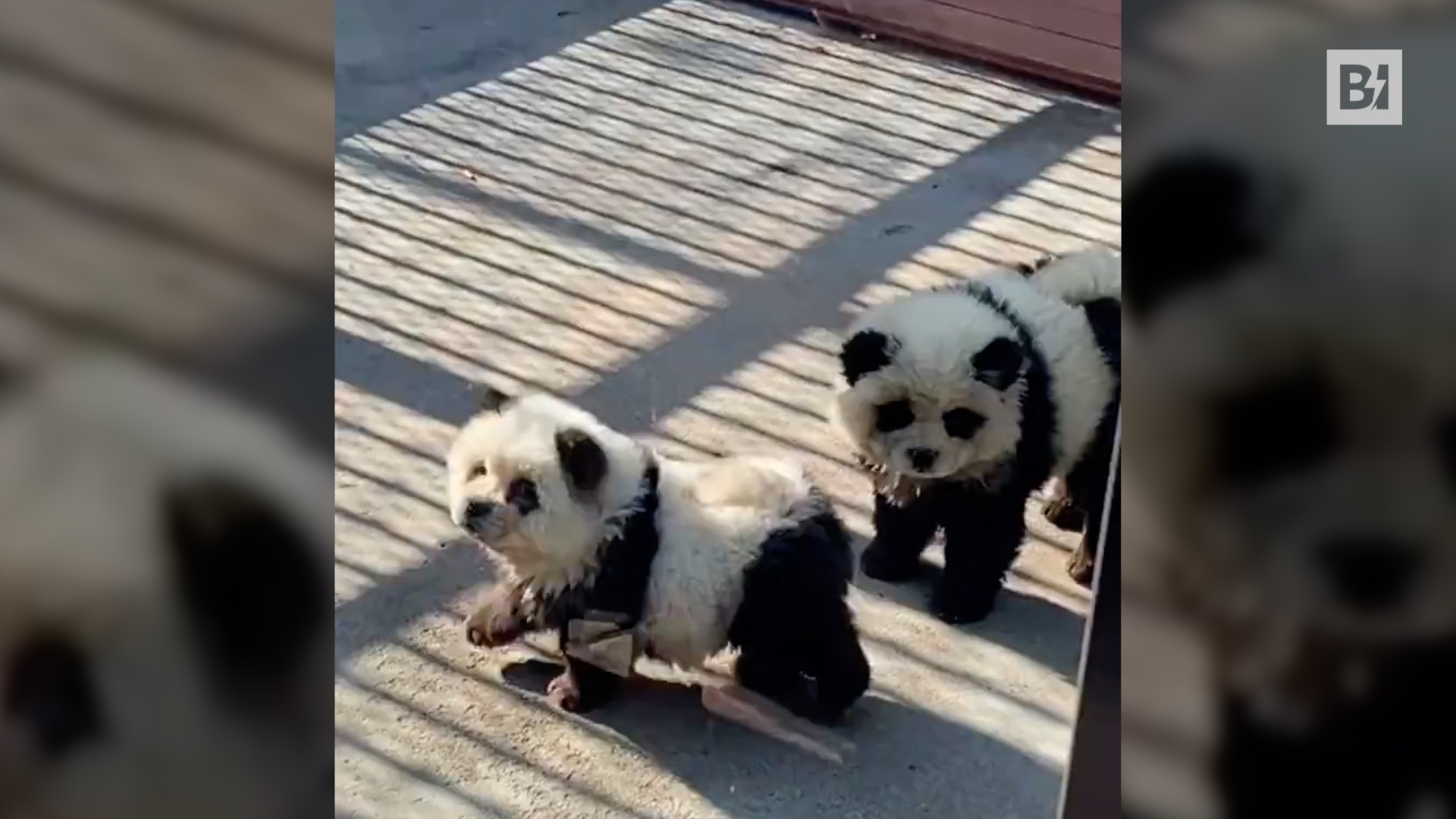 Lo zoo annuncia due nuovi panda: ma sono……