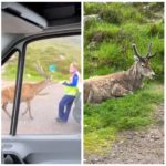 El ciervo mascota del parque fue asesinado por los croissants de los turistas: dientes podridos, no podía comer